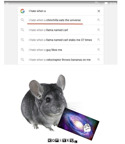 Chinchilla –  